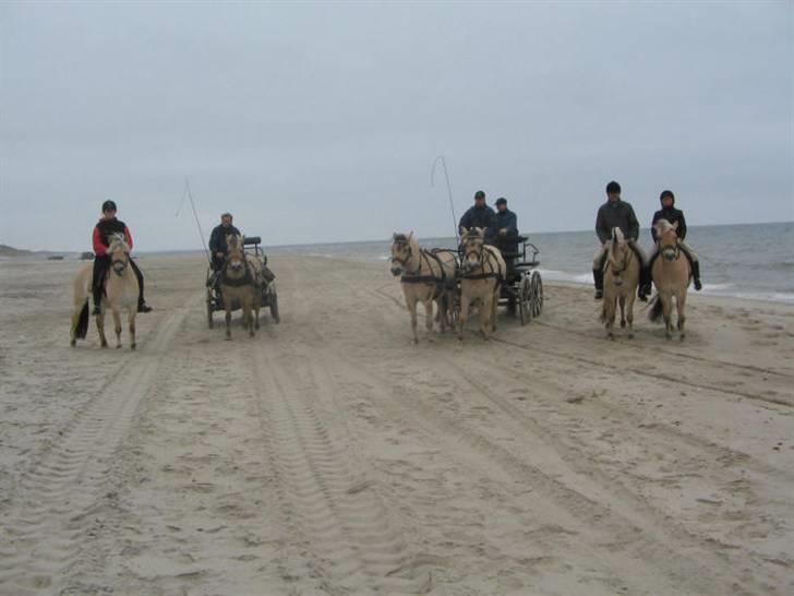 Fjordhest frida<3 - havtur=) billede 9