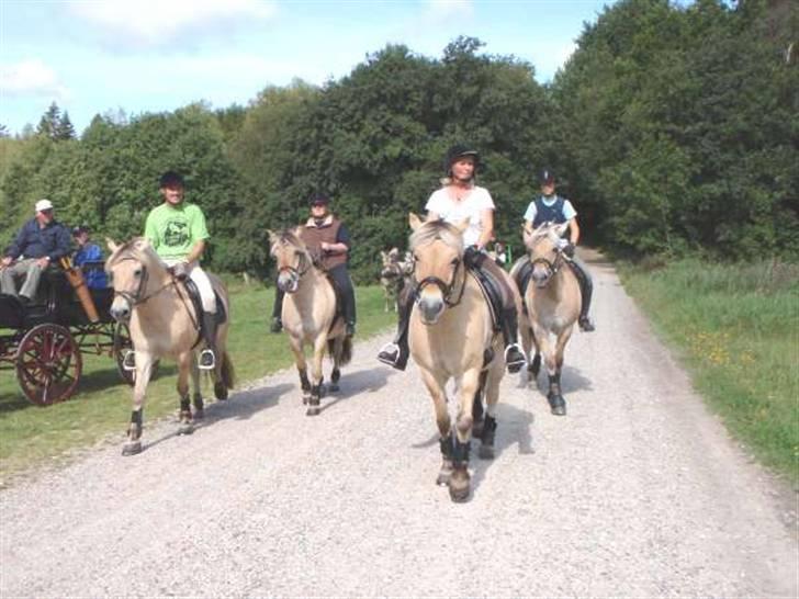 Fjordhest frida<3 - frida til venstre klosterhede tur=´) billede 12