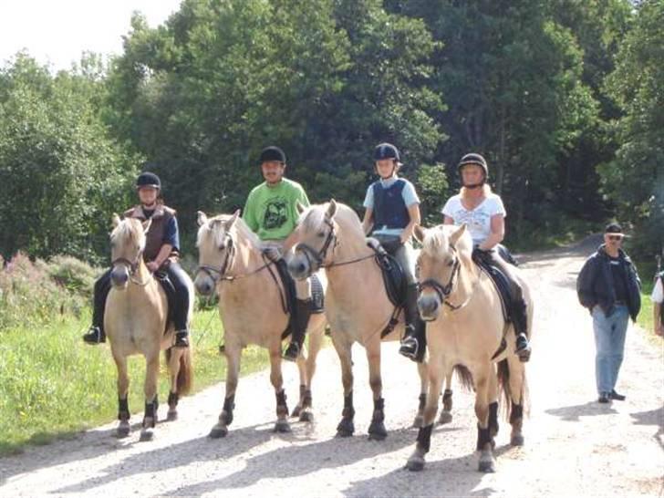 Fjordhest frida<3 - frida nr.2 til venstre på klosterhede tur=´) billede 13