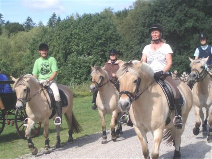 Fjordhest frida<3 - frida til venstre... billede 14