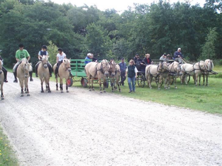 Fjordhest frida<3 - frida helt til venstre.,, billede 15