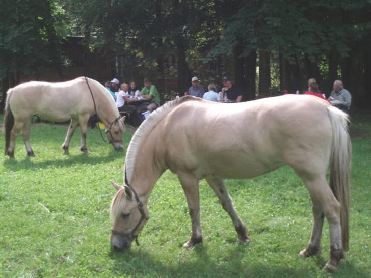 Fjordhest frida<3 - frida til højre=).. billede 16