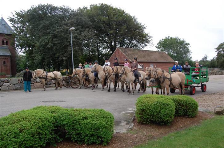 Fjordhest mikkel - nr.6 fra højre side=) billede 8