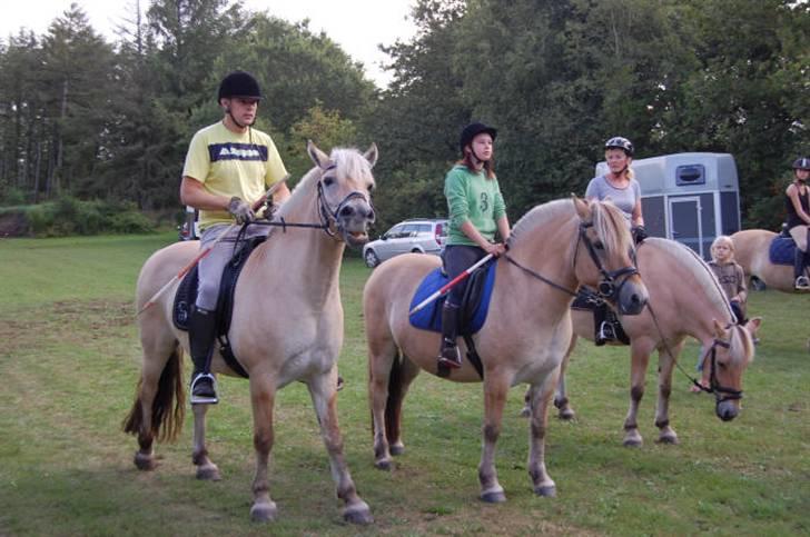 Fjordhest mikkel - mikkel helt til venstre billede 10