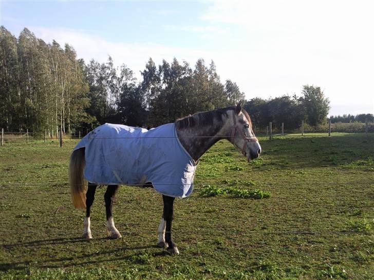 Anden særlig race Freja - Freja 6/9-2009 billede 19