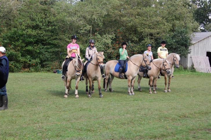 Fjordhest mikkel - mikkel helt til højre billede 12