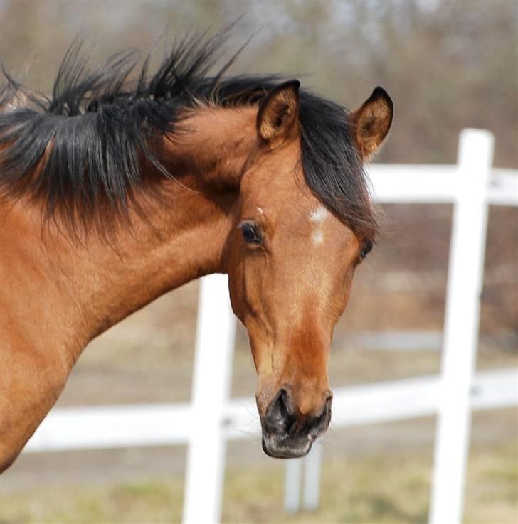 Arabisk fuldblod (OX) Al Tijani E'jaaz - SOLGT! - September billede 13