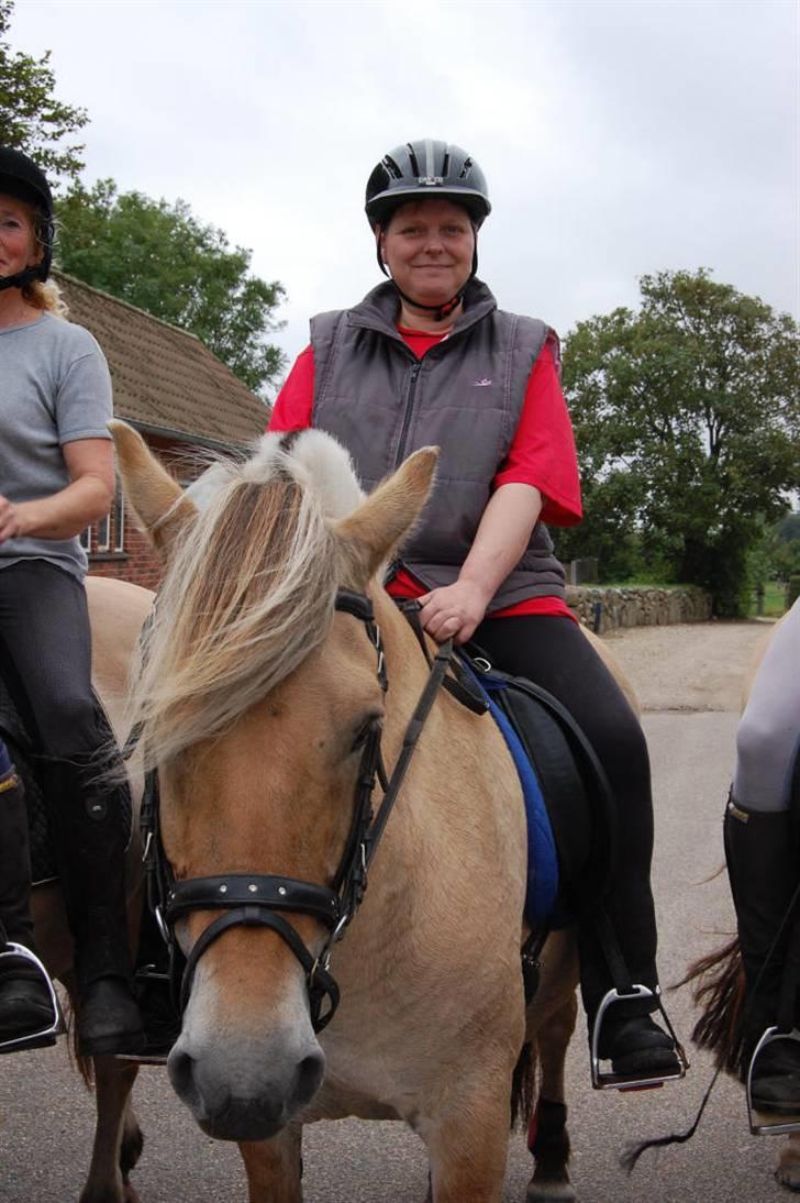 Fjordhest Tor - tor<33 billede 2