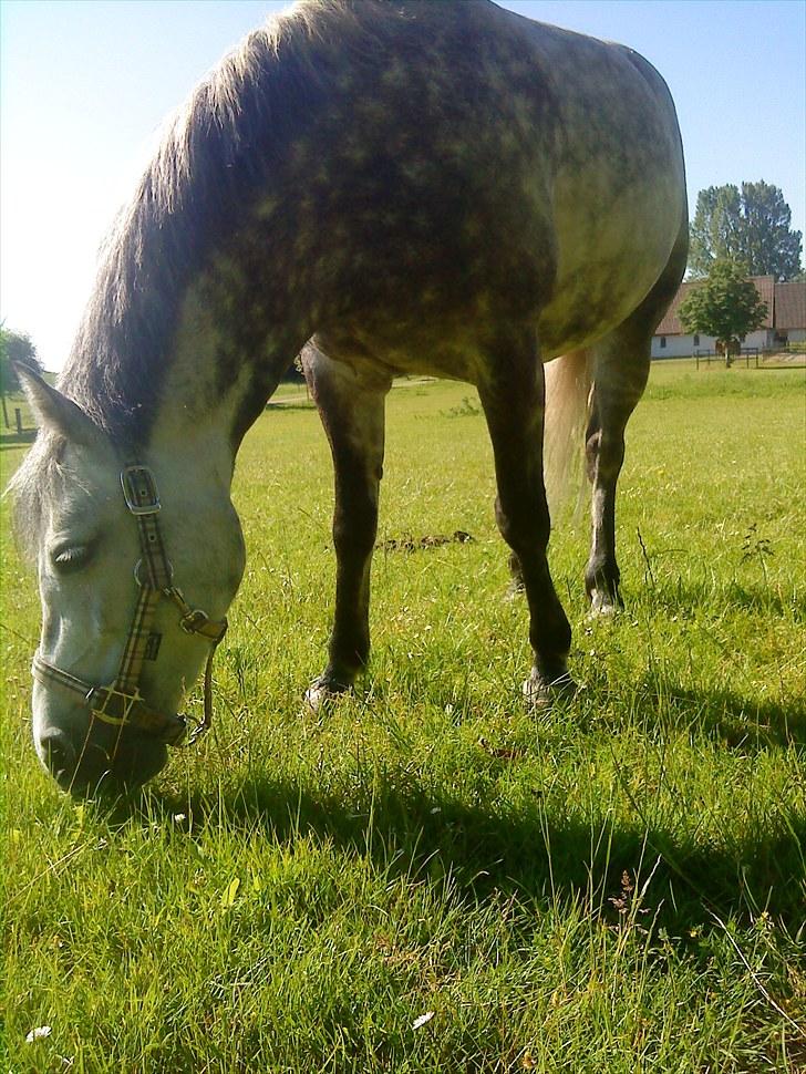 Welsh Pony (sec B) Gipsy | solgt | - Tak fordi i kiggede hende profil:-) foto: mig billede 20