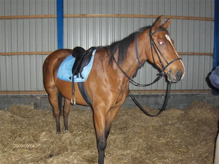 Fuldblod (XX) Sir Pride R.I.P. billede 10