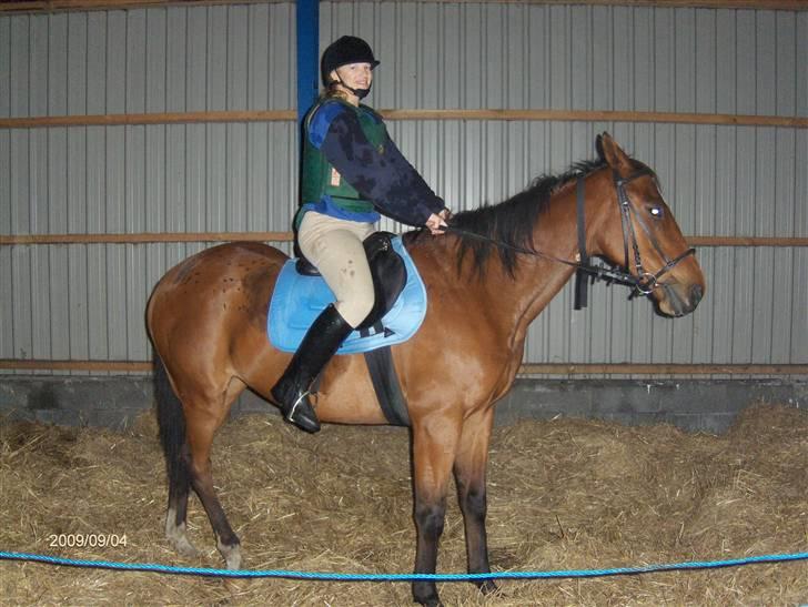 Fuldblod (XX) Sir Pride R.I.P. billede 11