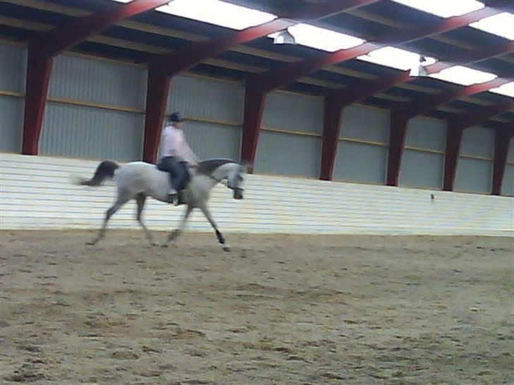 Arabisk fuldblod (OX) Fazra <3 - Velkommen til Fazra´s profil (: <3 billede 1