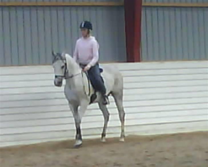 Arabisk fuldblod (OX) Fazra <3 - du sååå fin<3 billede 2