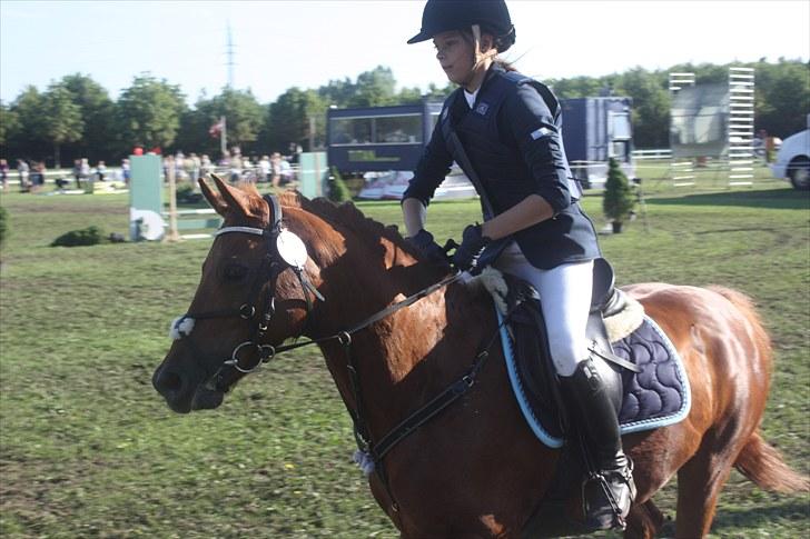 New Forest / Araber | Silas <3 - Smukke skal til at starte :D LB til copenhagen horse show! vi var fejlfrie!<3 billede 4