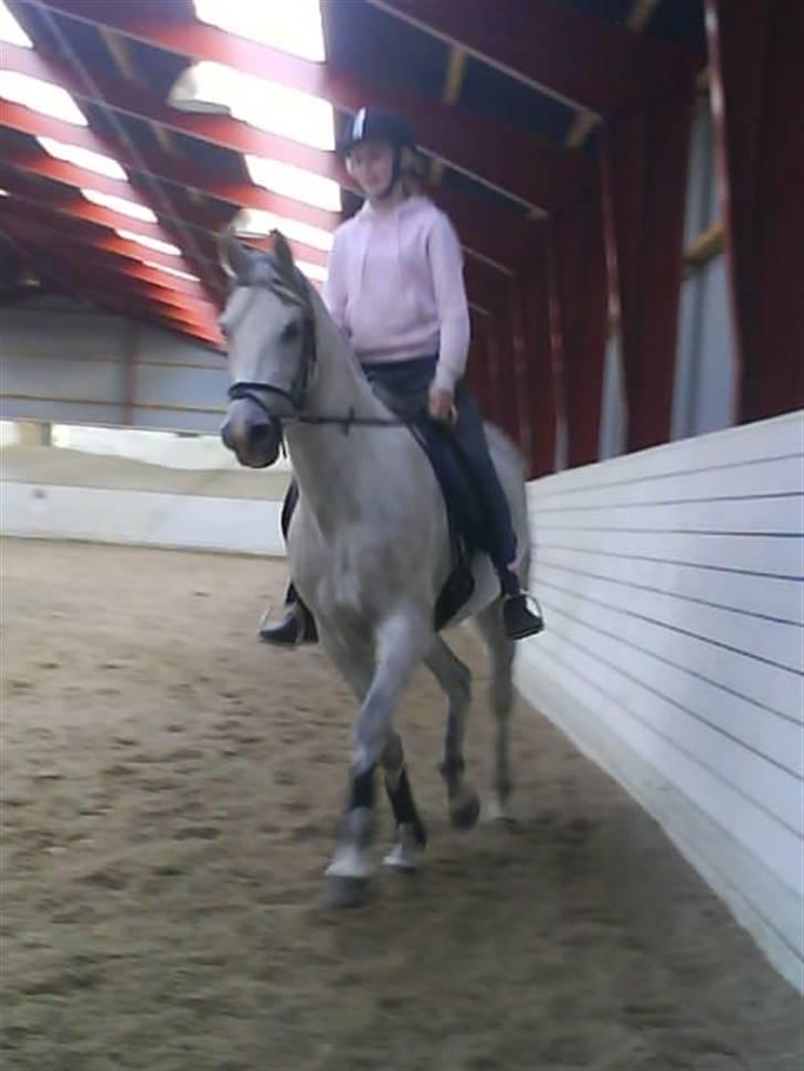 Arabisk fuldblod (OX) Fazra <3 - :* billede 3