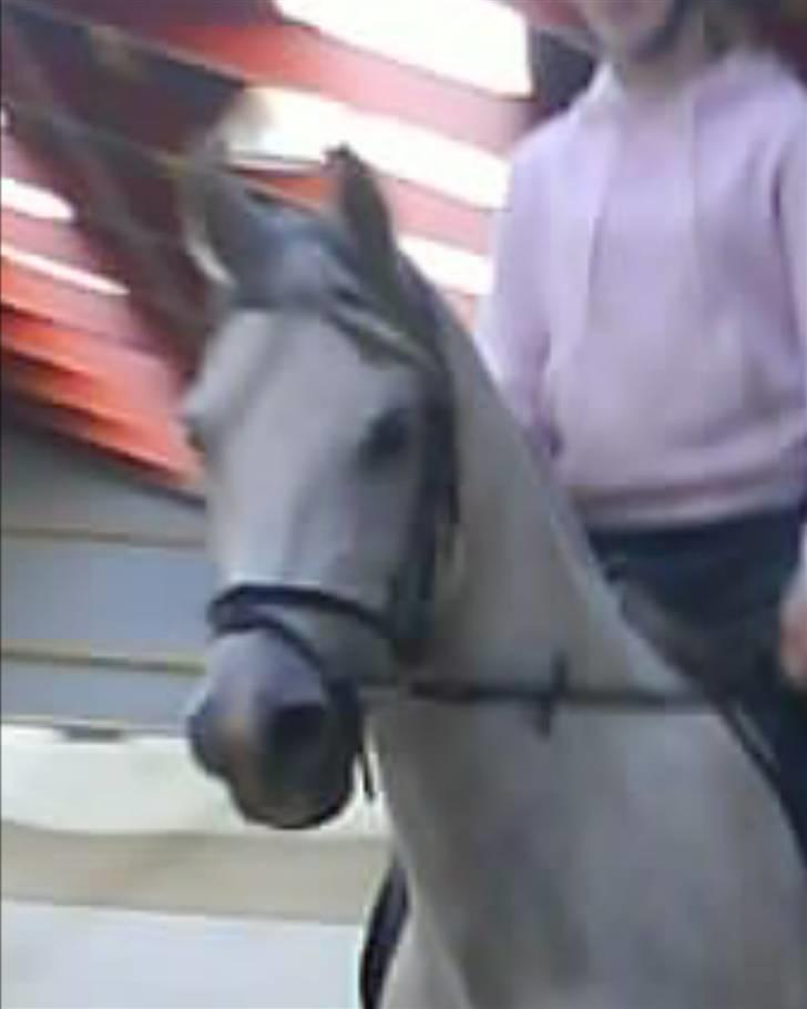 Arabisk fuldblod (OX) Fazra <3 billede 4