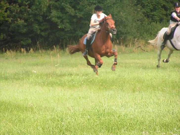New Forest / Araber | Silas <3 - galop løb <3 billede 6