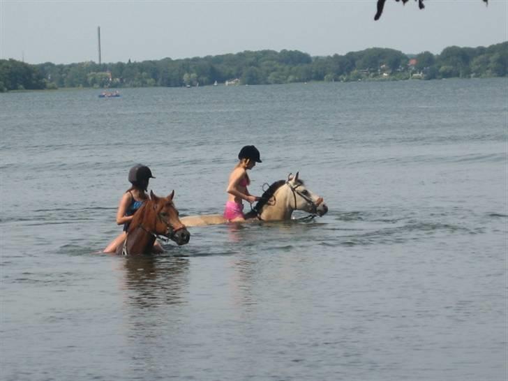 New Forest / Araber | Silas <3 - Vi svømmer sammen med storesøster og Spoogie<3 billede 7