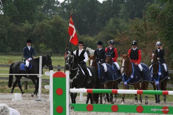 Belgisk varmblod Desperado Van De Maltahoe billede 7