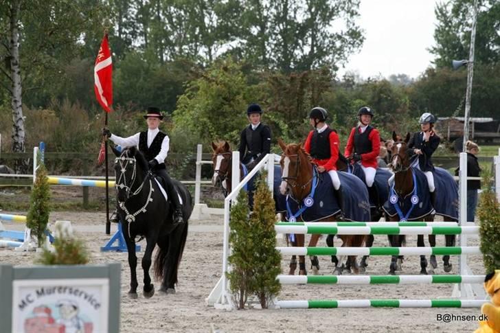 Belgisk varmblod Desperado Van De Maltahoe billede 9