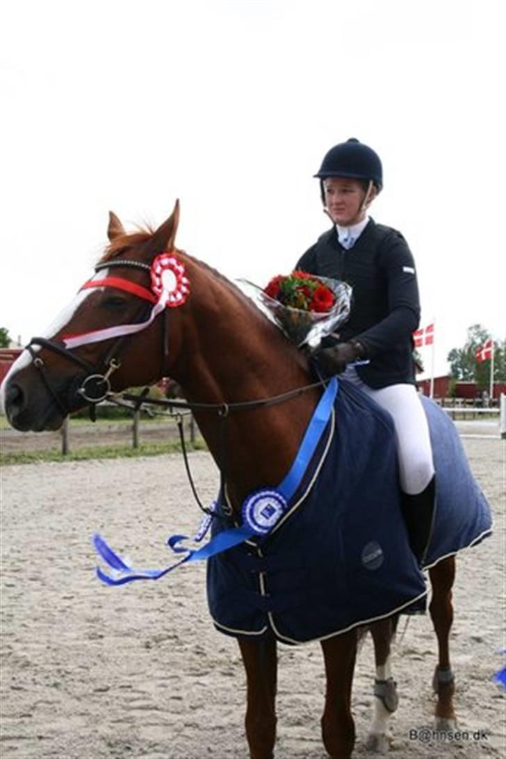 Belgisk varmblod Desperado Van De Maltahoe billede 10