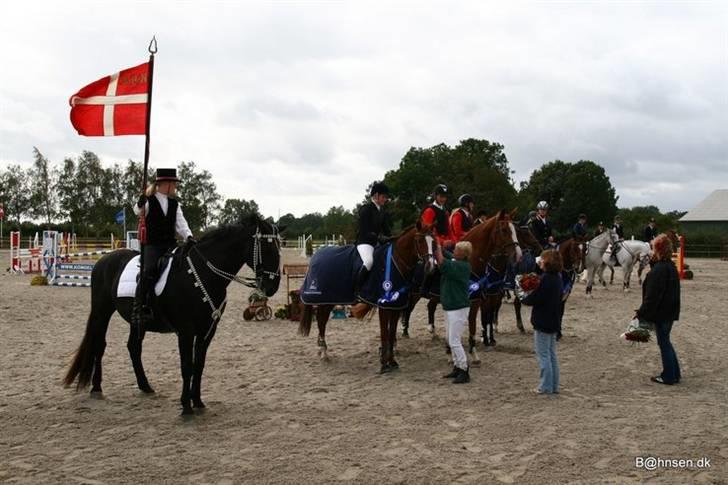 Belgisk varmblod Desperado Van De Maltahoe billede 11