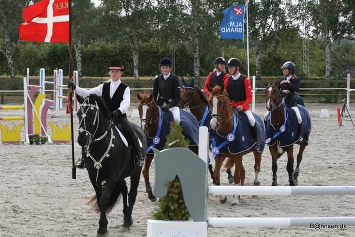 Belgisk varmblod Desperado Van De Maltahoe billede 12