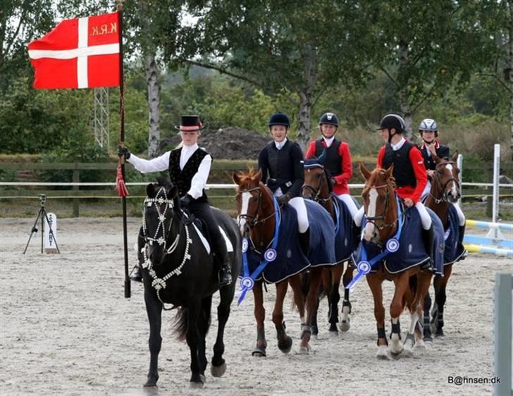 Belgisk varmblod Desperado Van De Maltahoe billede 13