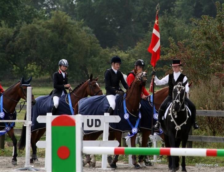 Belgisk varmblod Desperado Van De Maltahoe billede 14