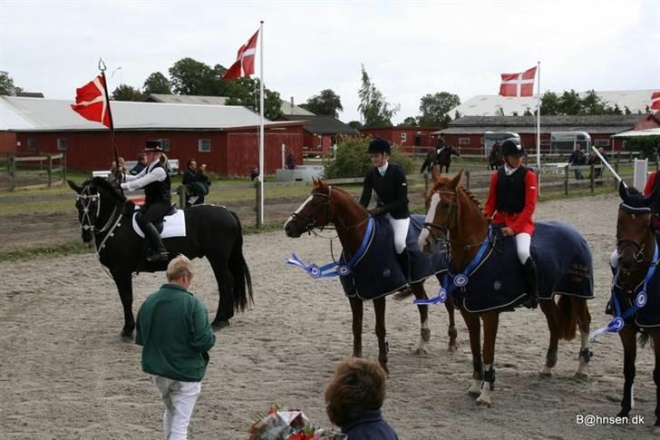 Belgisk varmblod Desperado Van De Maltahoe billede 15