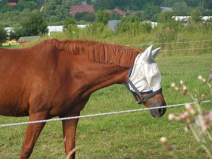 New Forest / Araber | Silas <3 - hihi han er så kær :´) <3 billede 11