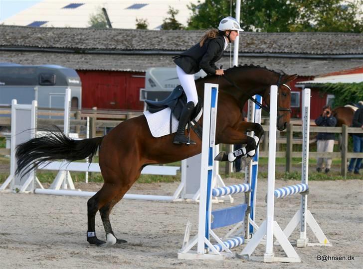 Fuldblod (XX) Capzeda xx - 4. September 09, 80 cm. 0 fejl :-) billede 16