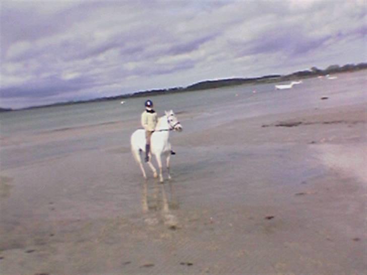 Anden særlig race Tahly Star (død) billede 6