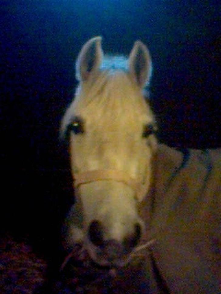 Anden særlig race Tahly Star (død) - savner dig pus billede 7