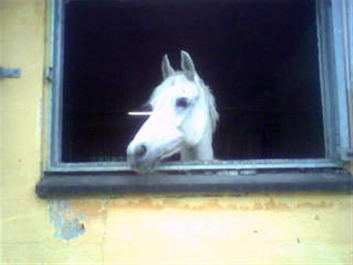 Anden særlig race Tahly Star (død) billede 8