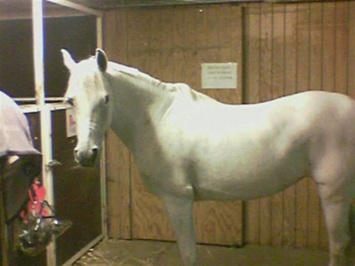 Anden særlig race Tahly Star (død) billede 9