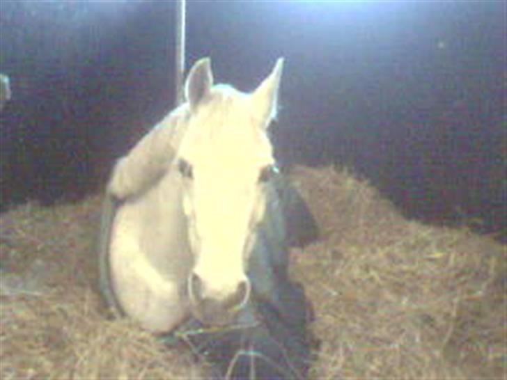 Anden særlig race Tahly Star (død) billede 10