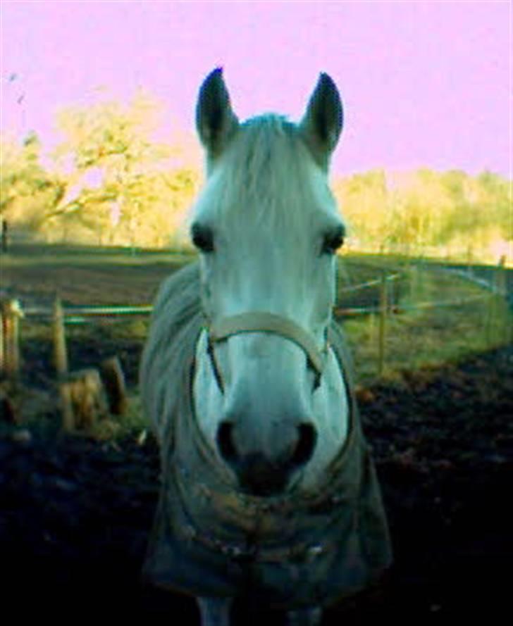 Anden særlig race Tahly Star (død) billede 11