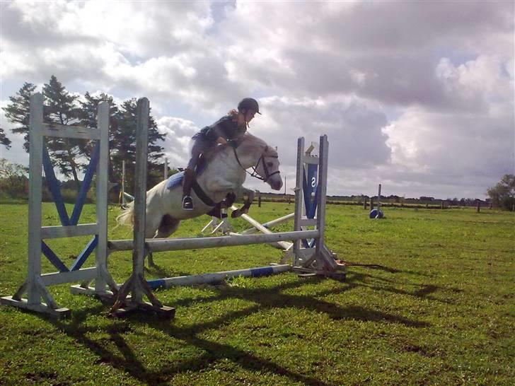 Welsh Mountain (sec A) schnoor`s tifan faye billede 7