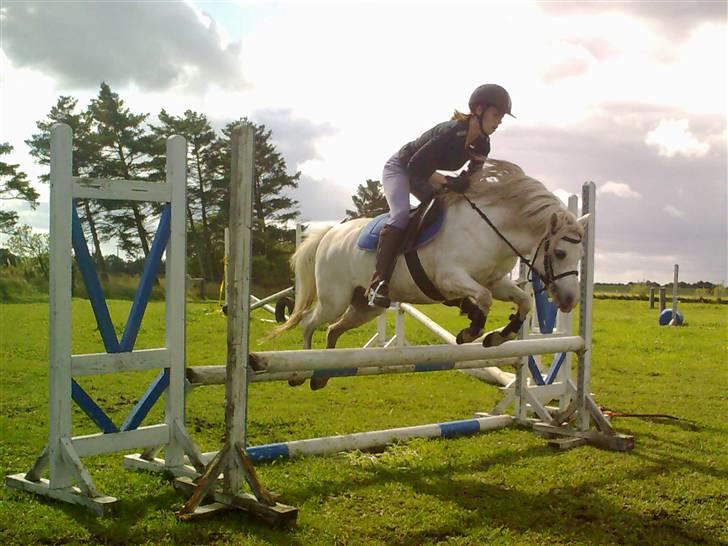 Welsh Mountain (sec A) schnoor`s tifan faye billede 8