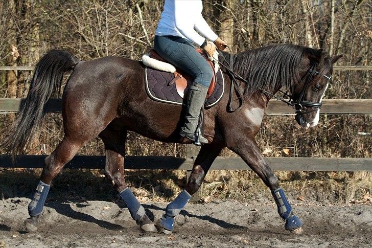 Arabisk fuldblod (OX) Kenzo - Billedet er taget af SP-Foto, Forår 2011 billede 3