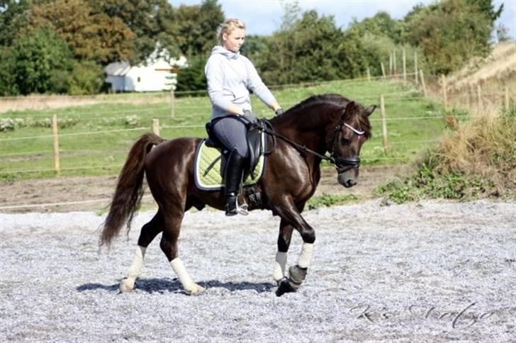 DSP Lacom Therese * solgt *  billede 19