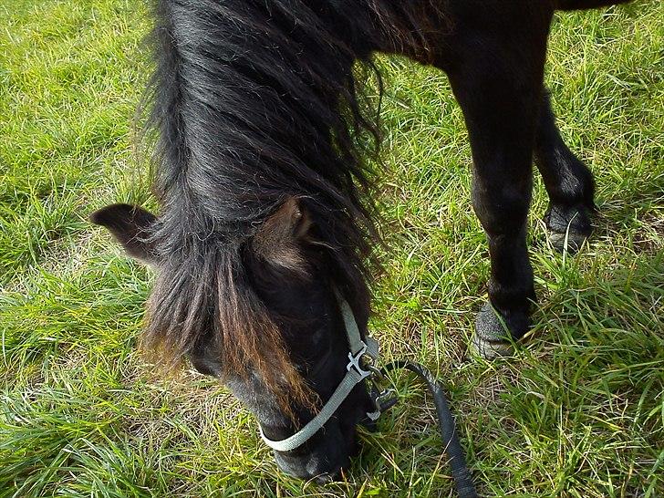 Shetlænder Black Action  billede 12