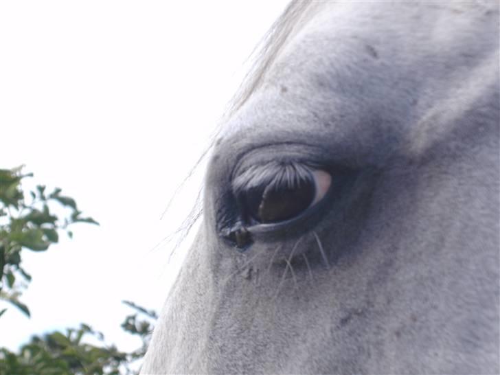 Anden særlig race Dj Gambler(tilbage sendt  - et godt sind ? billede 3