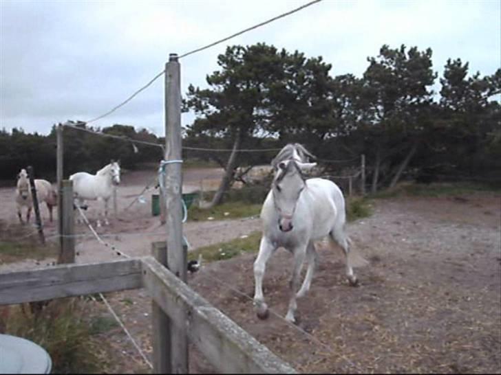 Anden særlig race Dj Gambler(tilbage sendt  - måske lidt Hingstet? billede 5