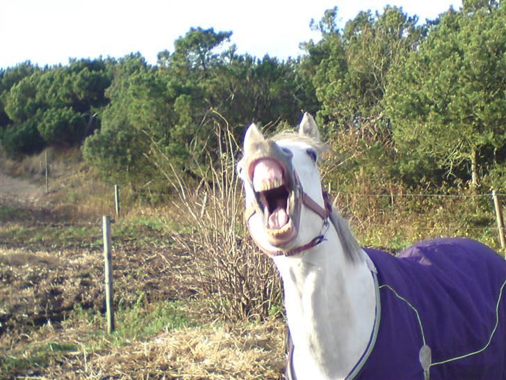 Anden særlig race Dj Gambler(tilbage sendt  - hehe jeg gaber lige efter en ride tur.. billede 6