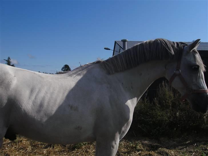 Anden særlig race Dj Gambler(tilbage sendt  - araber blandning ? jep ;D billede 7