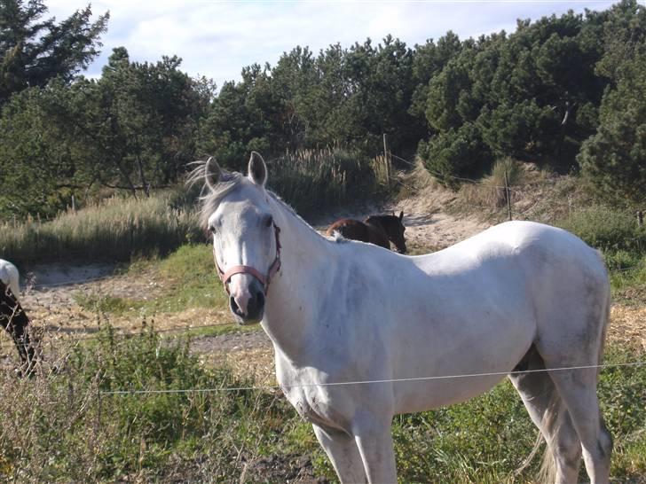 Anden særlig race Dj Gambler(tilbage sendt  - Heej med diig ;D billede 8