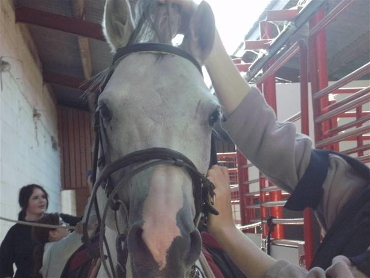 Anden særlig race Dj Gambler(tilbage sendt  - så skal jeg ud og ride ..jubiii billede 9