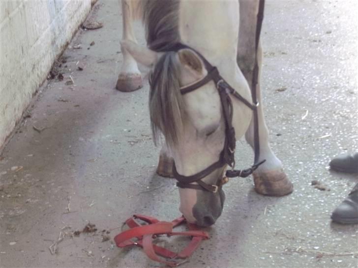 Anden særlig race Dj Gambler(tilbage sendt  - jeg vil have den der på ..ja den der..lige nu ! ? ;D billede 10